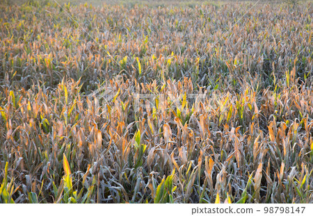 Yellowish corn field at the beginning od autumn 98798147