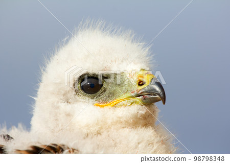 Portrait of young predator. Rough-legged Buzzard at age of one and half - two weeks 98798348