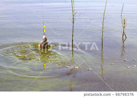 Perch fishing Perch fishing 98798376