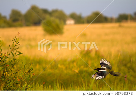 magpie in flight (Pica pica) magpie in flight (Pica pica) 98798378