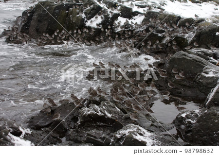 Calidris ptilocnemis qutra Calidris ptilocnemis qutra 98798632