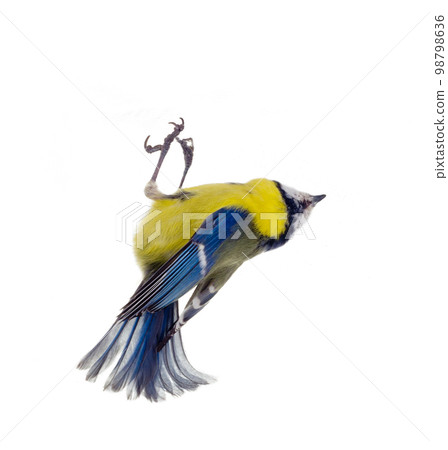 Cyanistes caeruleus 98798636