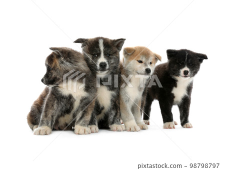 Cute Akita inu puppies on white background. Friendly dogs 98798797