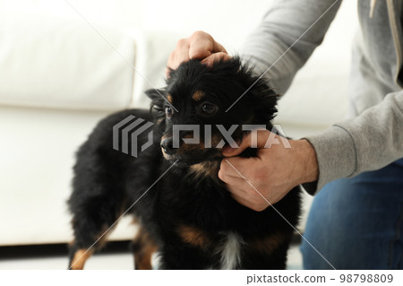 Man hurting dog at home, closeup. Domestic violence against pets 98798809