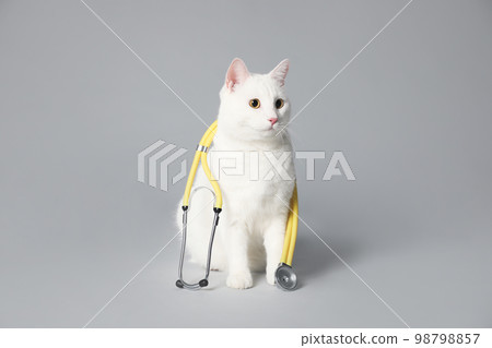 Cute cat with stethoscope as veterinarian on grey background 98798857