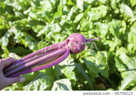 Freshly harvested red turnips with mud 98799223