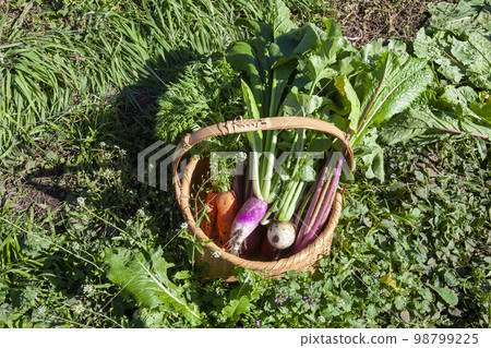 籃子裡剛採摘的蔬菜 籃子裡剛採摘的蔬菜 98799225