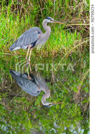 Blue heron Blue heron 98799254
