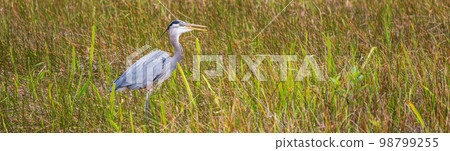 Blue heron 98799255