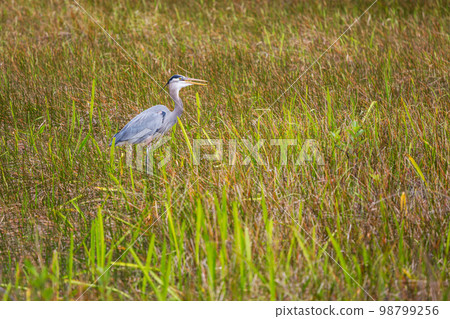 Blue heron 98799256