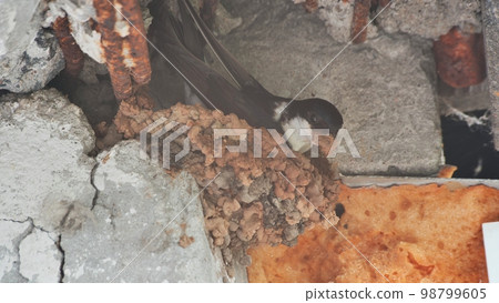 A swallow is nesting on the balcony of an apartment building. A swallow is nesting on the balcony of an apartment building. 98799605