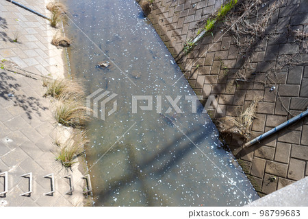 river, scatter, cherry blossom 98799683