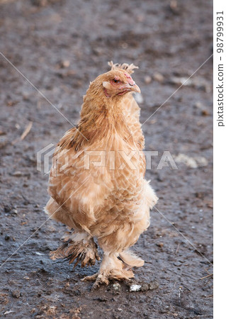 domestic chicken on farm, close-up, rooster portrait, bird, crest and sharp beak 98799931