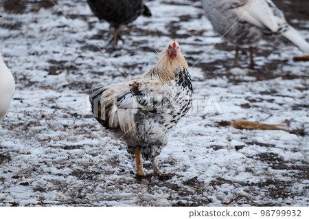 domestic rooster on farm, close-up, rooster portrait, bird, crest and sharp beak 98799932