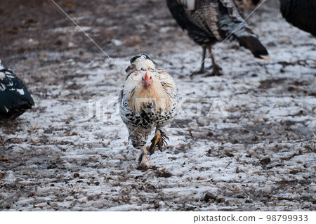 domestic rooster on farm, close-up, rooster portrait, bird, crest and sharp beak 98799933