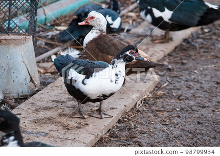 domestic duck on poultry farm, close-up of poultry, standing in snow, household domestic duck on poultry farm, close-up of poultry, standing in snow, household 98799934