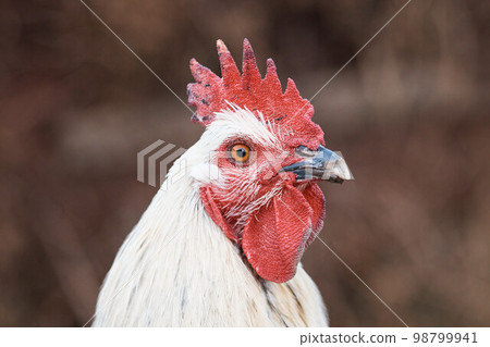 domestic rooster on farm, close-up, rooster portrait, bird, crest and sharp beak domestic rooster on farm, close-up, rooster portrait, bird, crest and sharp beak 98799941
