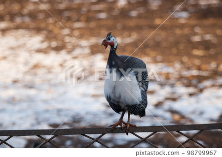 domestic guinea fowl on farm, bird sitting on fence, close-up 98799967