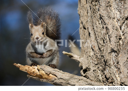 Squirrel on the tree Squirrel on the tree 98800235