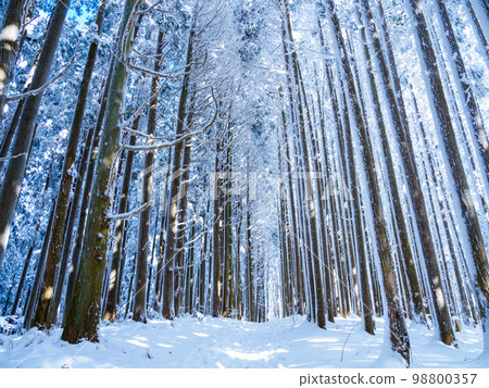 Tree-lined path of frost-covered trees on the Diamond Trail 98800357