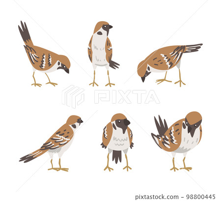 Sparrow as Brown and Grey Small Passerine Bird with Short Tail Vector Set Sparrow as Brown and Grey Small Passerine Bird with Short Tail Vector Set 98800445