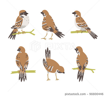 Sparrow as Brown and Grey Small Passerine Bird with Short Tail Vector Set Sparrow as Brown and Grey Small Passerine Bird with Short Tail Vector Set 98800446