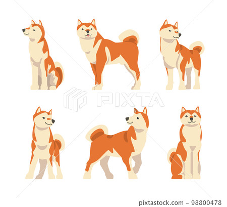 Shiba Inu as Japanese Breed of Hunting Dog with Prick Ears and Curled Tail in Different Poses Vector Set 98800478