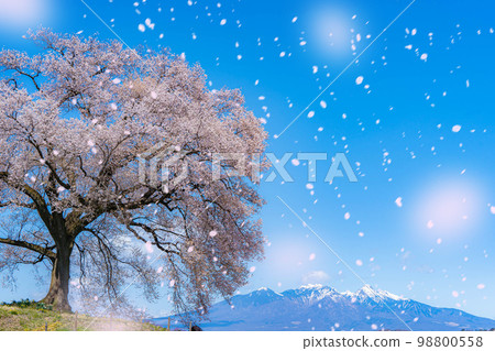 [Sakurafubuki 材料] Wanizuka 櫻花和櫻花暴風雪圖像 [山梨縣] 98800558