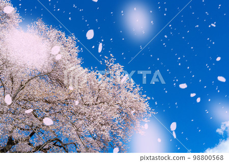 [Sakurafubuki 材料] Wanizuka 櫻花和櫻花暴風雪圖像 [山梨縣] 98800568