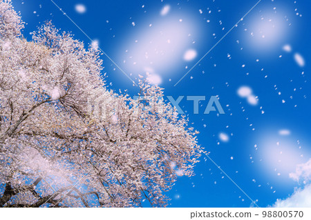 [Sakurafubuki material] Wanizuka cherry blossoms and cherry blossom blizzard image [Yamanashi Prefecture] 98800570