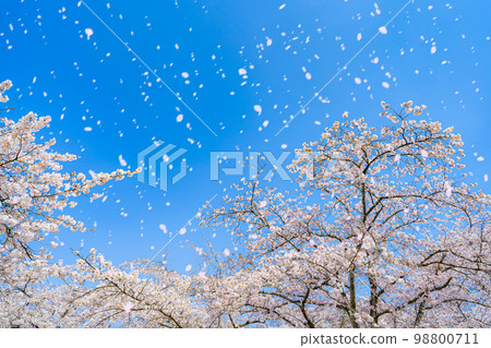 [Sakura blizzard material] Shiroishi Castle and cherry blossom blizzard in spring [Miyagi Prefecture] 98800711