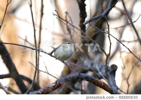 Warbler on plum branch Warbler on plum branch 98800830