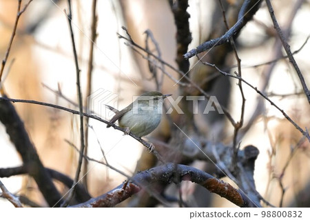 Warbler on plum branch Warbler on plum branch 98800832