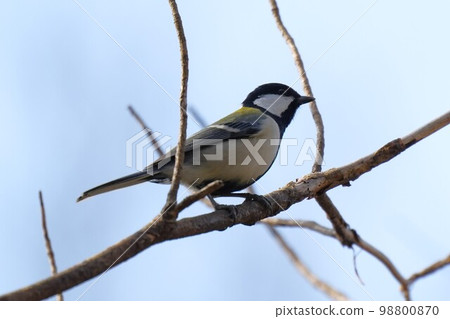 山雀在樹枝上邊緣 98800870