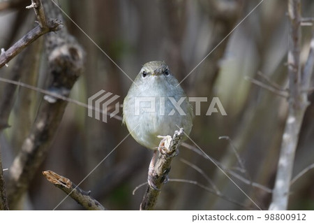 Uguisu in the bush Uguisu in the bush 98800912