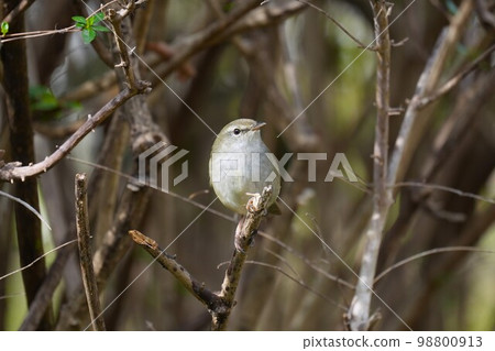 Uguisu in the bush Uguisu in the bush 98800913
