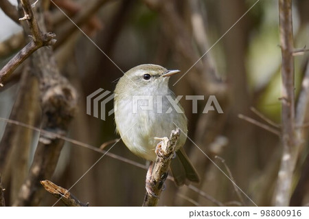 Uguisu in the bush Uguisu in the bush 98800916