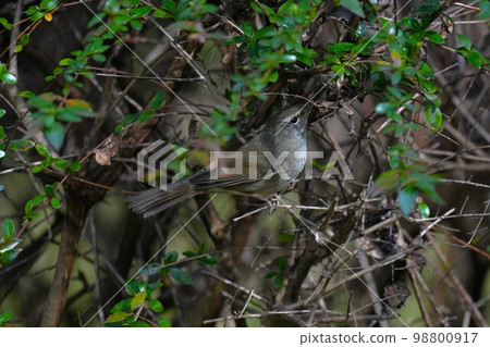 Uguisu in the bush 98800917