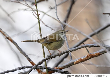 Warbler on plum branch Warbler on plum branch 98800987