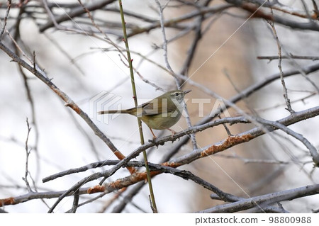 Warbler on plum branch Warbler on plum branch 98800988