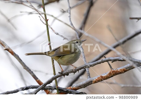 Warbler on plum branch 98800989