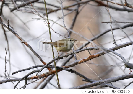 Warbler on plum branch 98800990