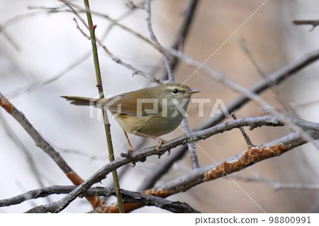 Warbler on plum branch 98800991