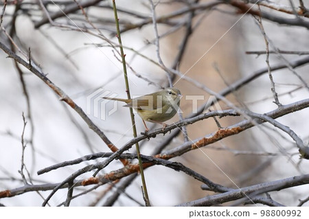 Warbler on plum branch 98800992