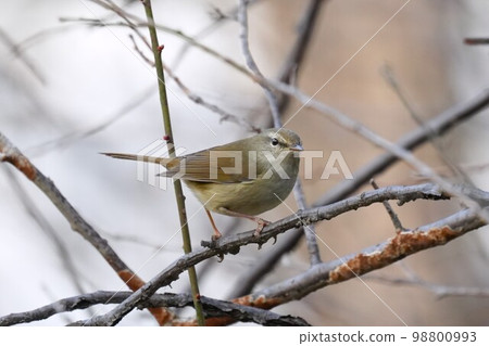 Warbler on plum branch 98800993