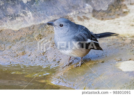 Close up shot of Oriental magpie-robin Close up shot of Oriental magpie-robin 98801091