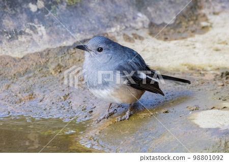 Close up shot of Oriental magpie-robin Close up shot of Oriental magpie-robin 98801092