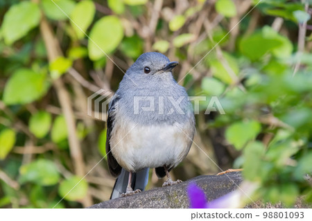 Close up shot of Oriental magpie-robin Close up shot of Oriental magpie-robin 98801093