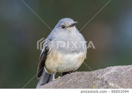 Close up shot of Oriental magpie-robin Close up shot of Oriental magpie-robin 98801094