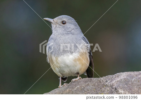 Close up shot of Oriental magpie-robin 98801096